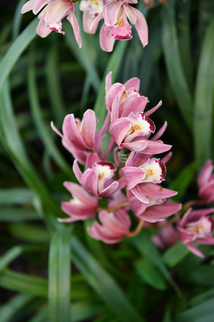 Fiori di Bletilla rosa e bianca