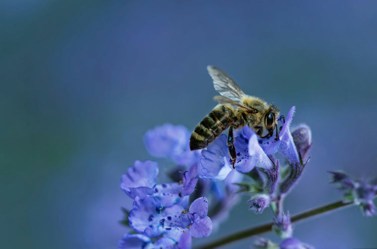 Foto di lukasz awa, ape su fiore
