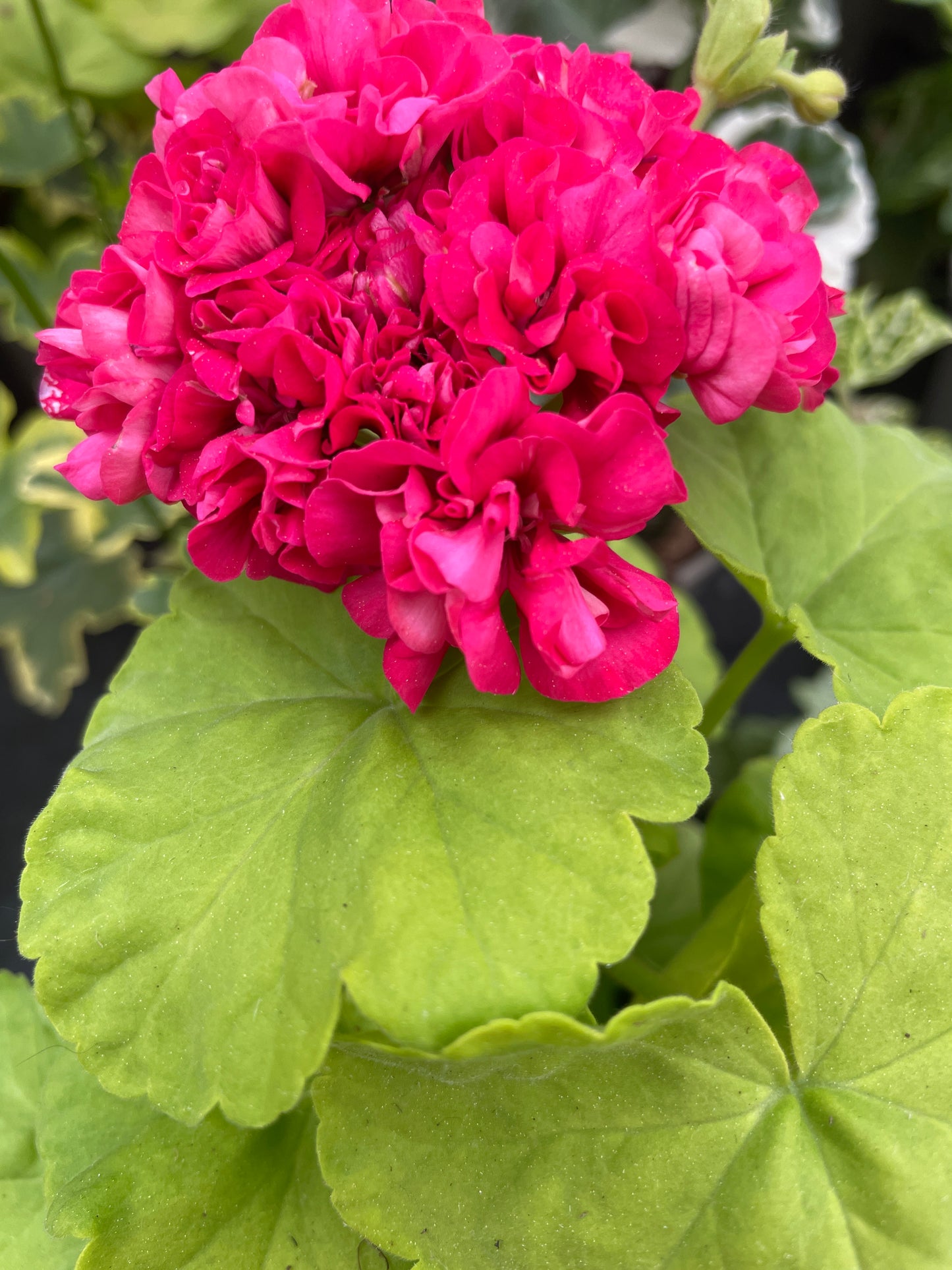 Rushmoor Golden Rosebud