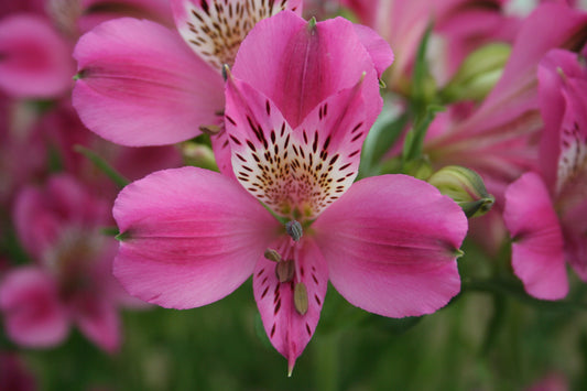Alstroemeria 'Edouard', macro su incantevoli fiori viola.
