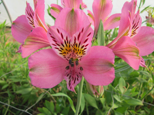Alstroemeria 'Charles', macro su incantevoli fiori rosa.