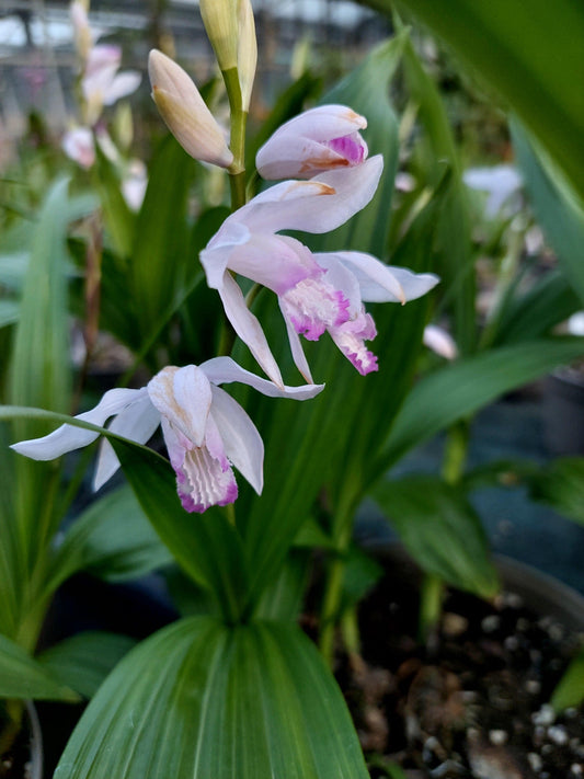 Macro fiore rosa-bianco di Bletilla striata Kuchibeni.