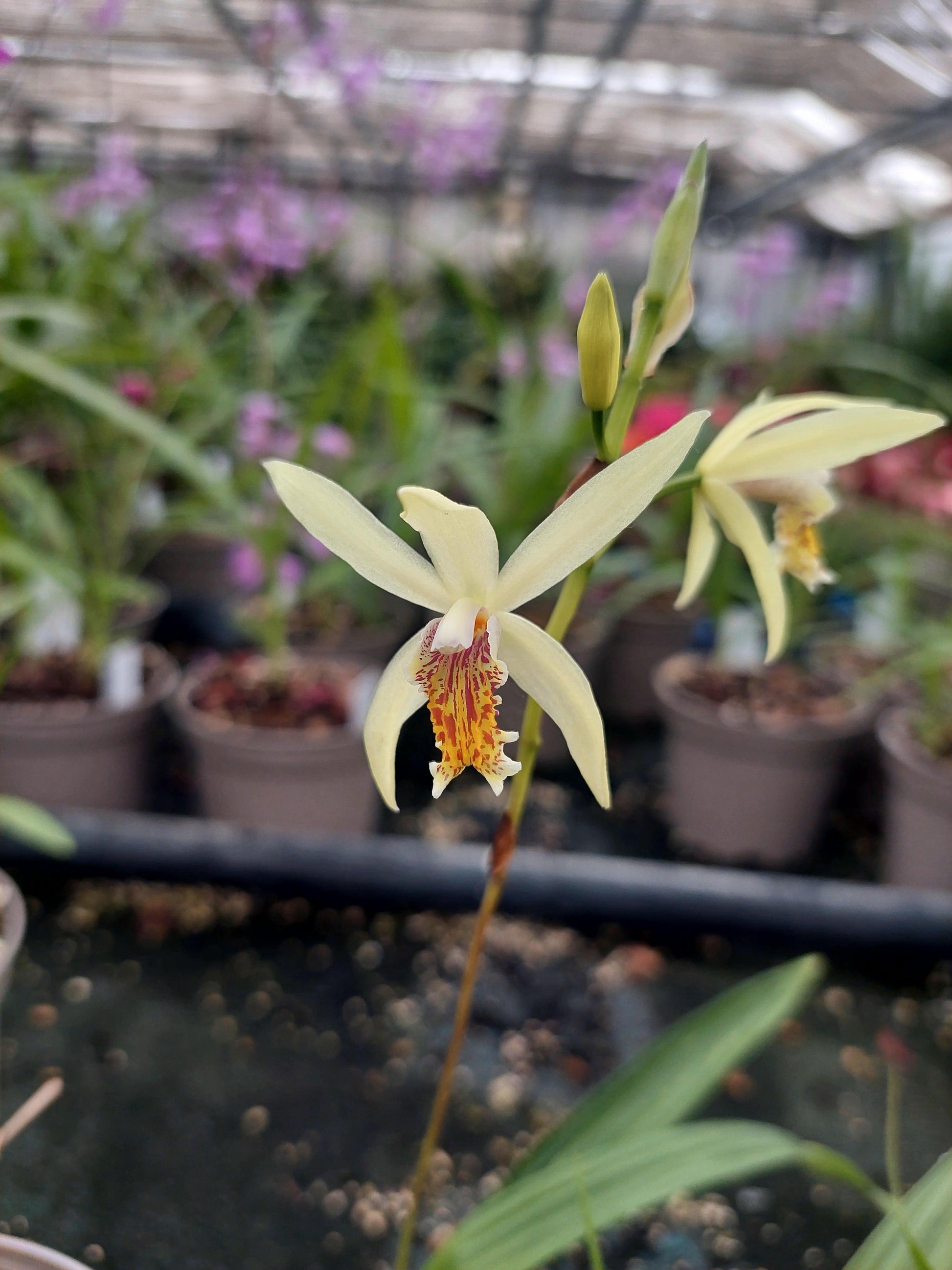 Macro fiore giallo ocra di Bletilla Ochracea Citroen.