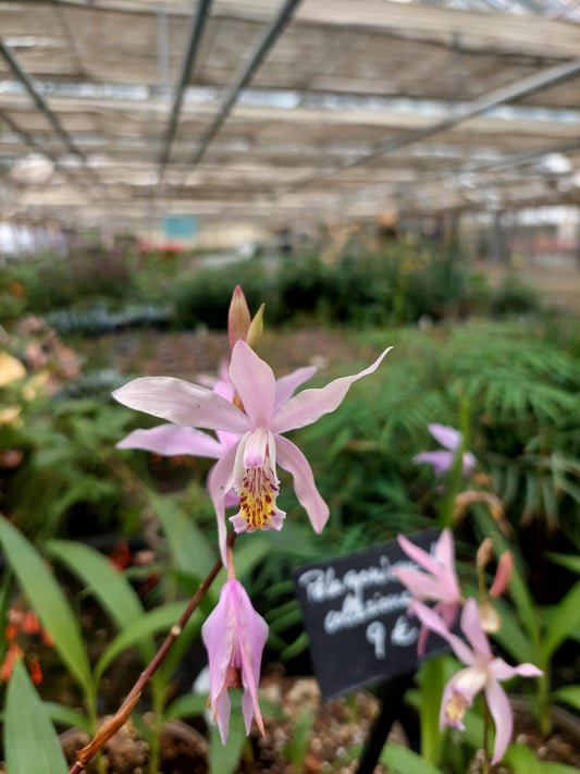 Ochracea 'Rickey'