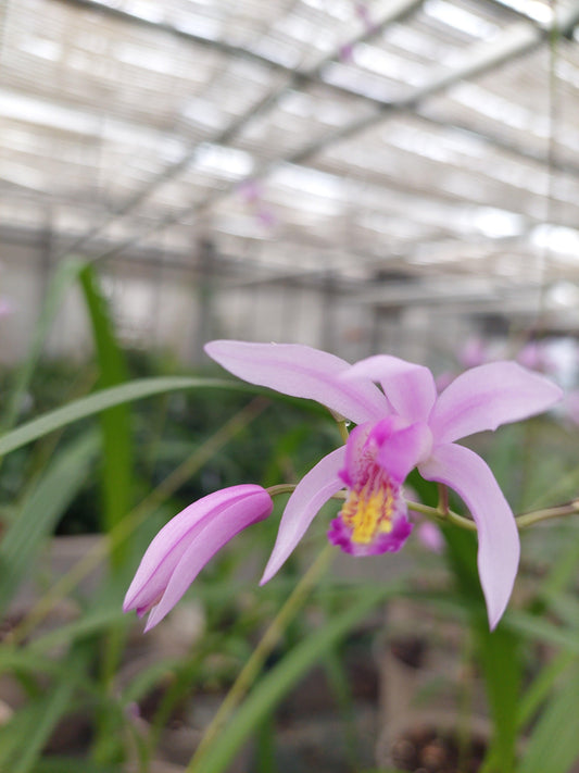 Macro su fiore lilla di Bletilla Penway Long Stem