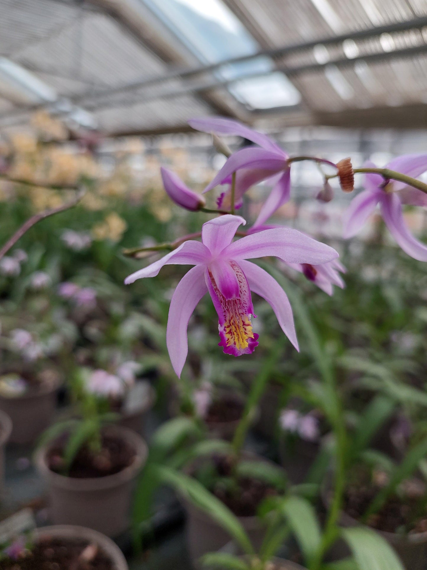 Macro su fiore rosa di Bletilla Penway Paris.