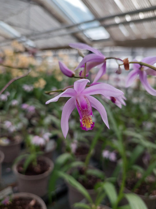 Macro su fiore rosa di Bletilla Penway Paris.