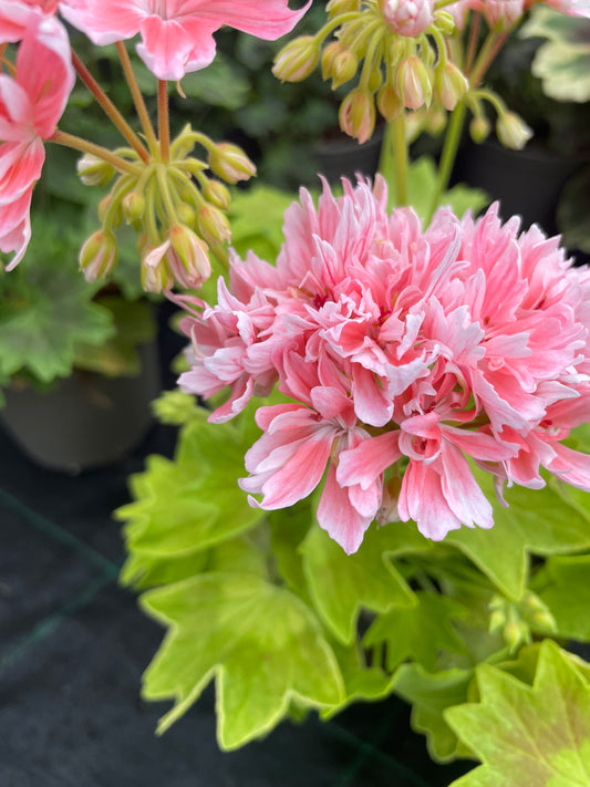Rushmoor Golden Ruffles