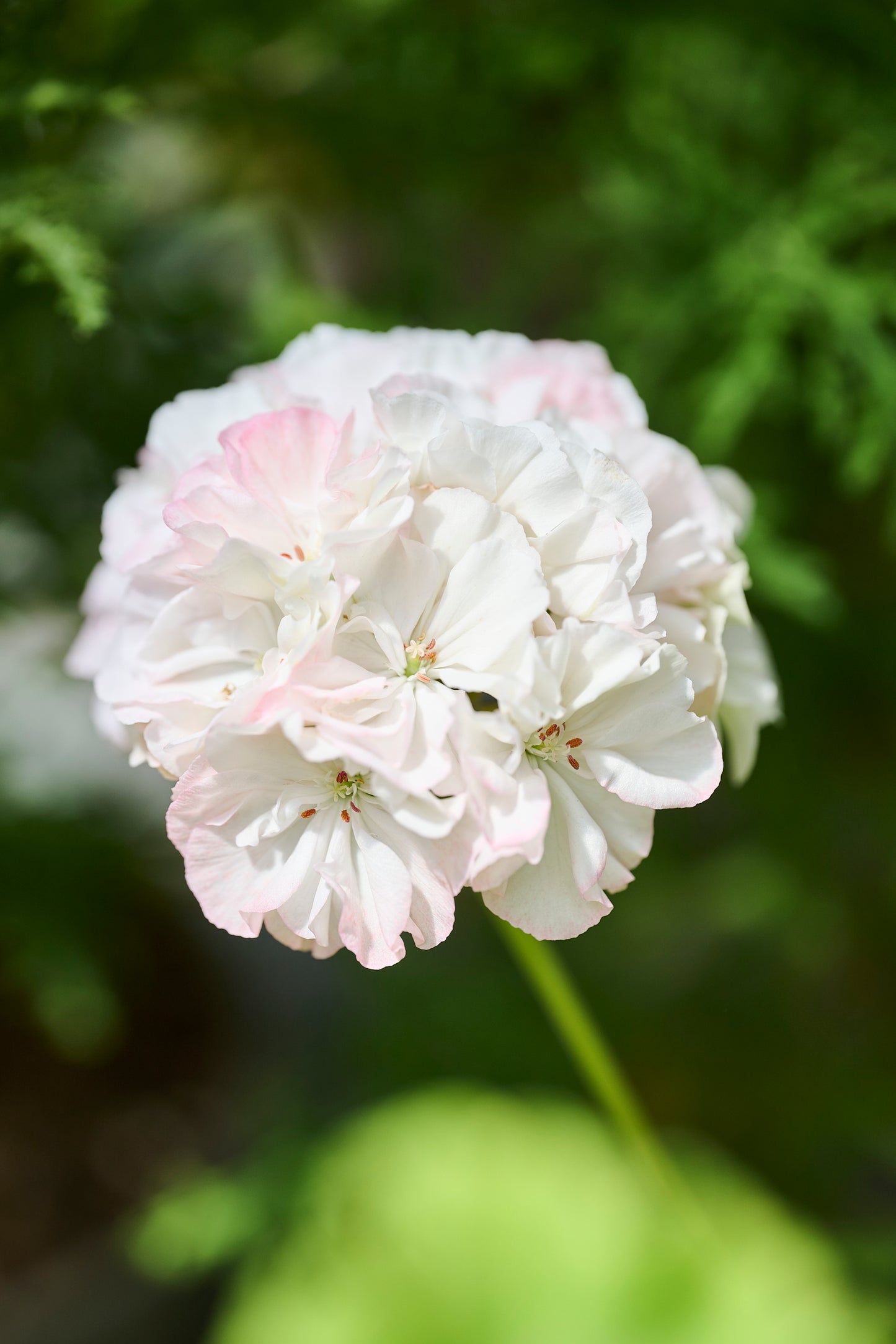 Brookside Betty