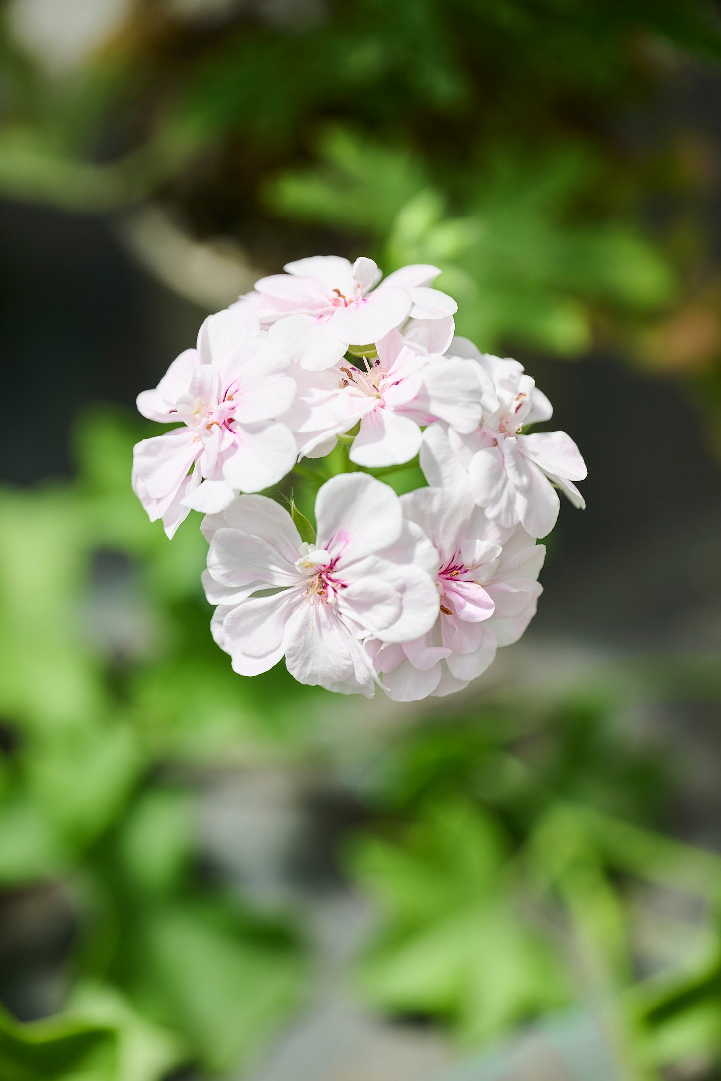 Cotta Lilac Queen