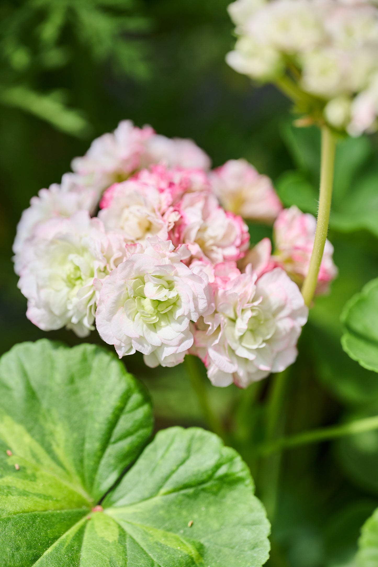 Happy Appleblossom