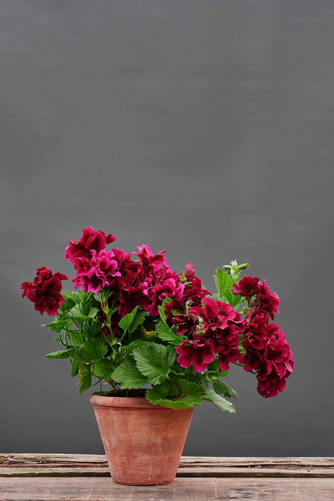 Hazel Velvet