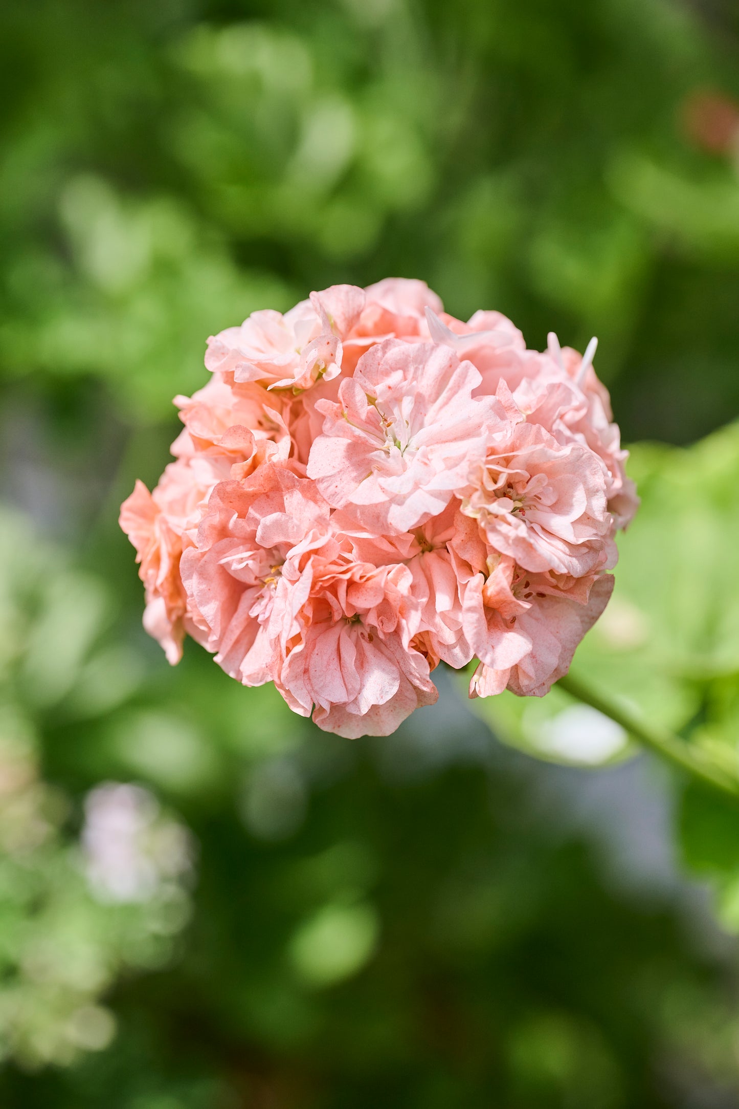 Pelargonannas Halo