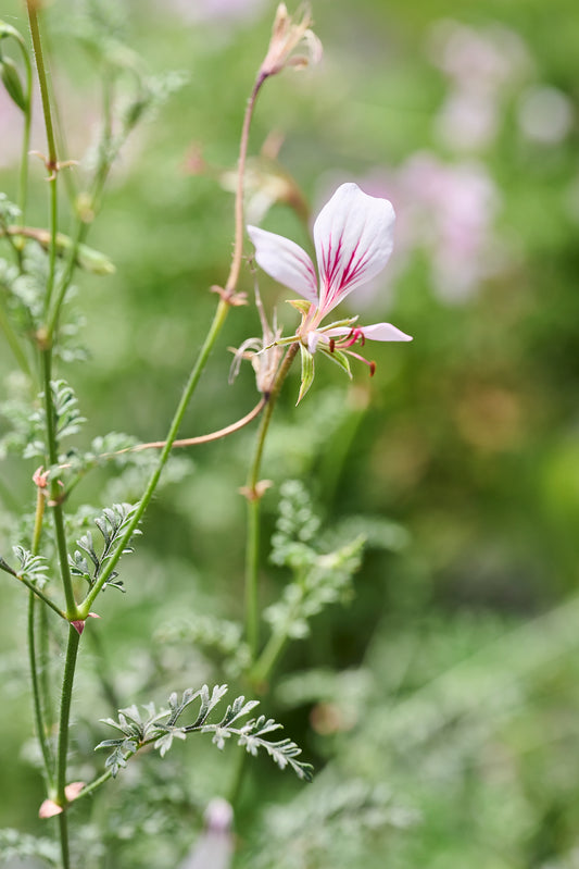 Myrrhifolium var coriandrifolium