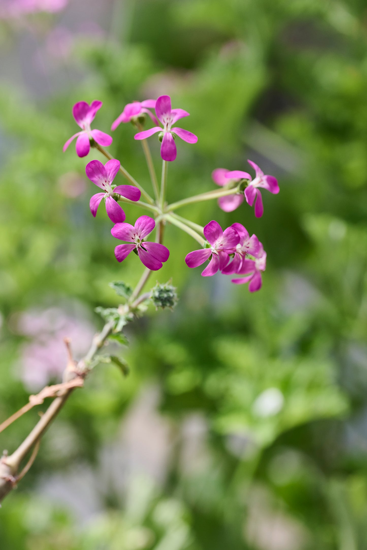 gibbosum Roseum