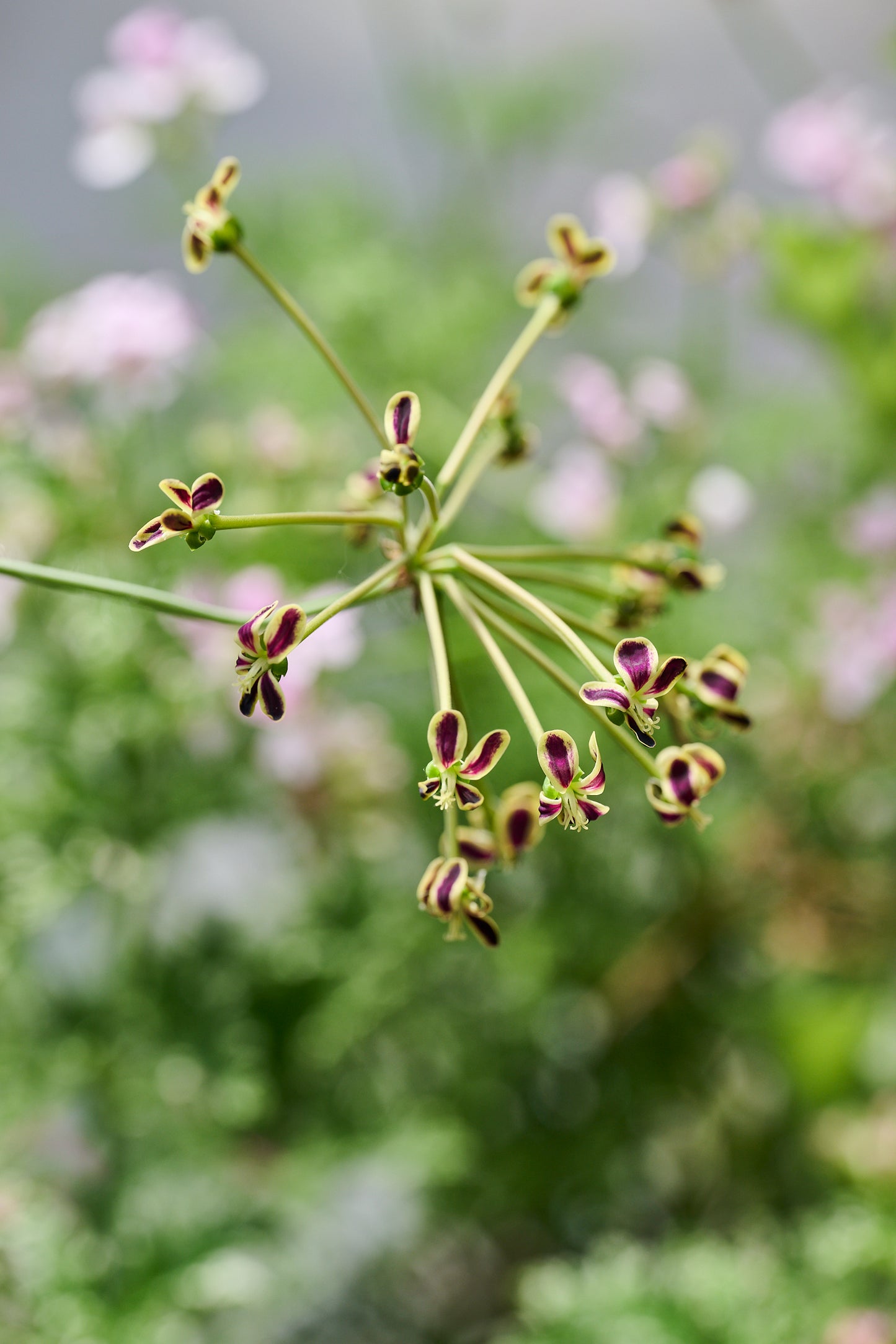 multiradiatum