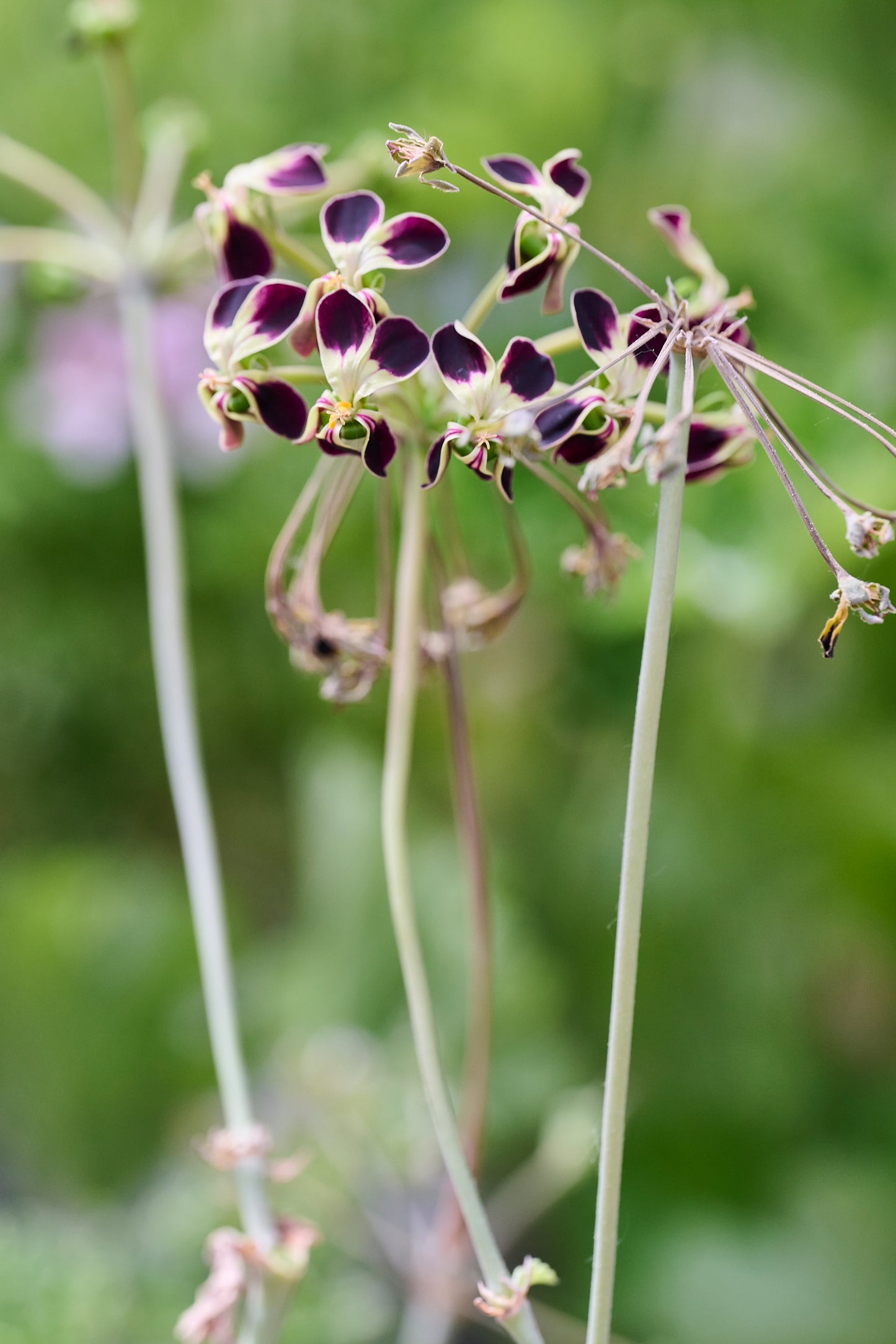 Glauciifolium