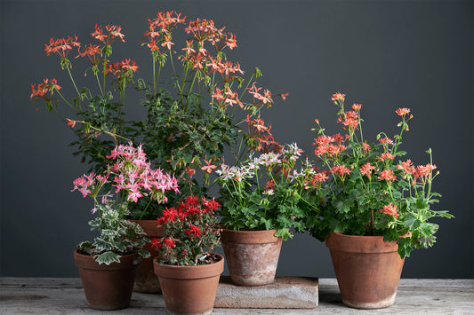 🌸 Box 5 Gerani a sorpresa