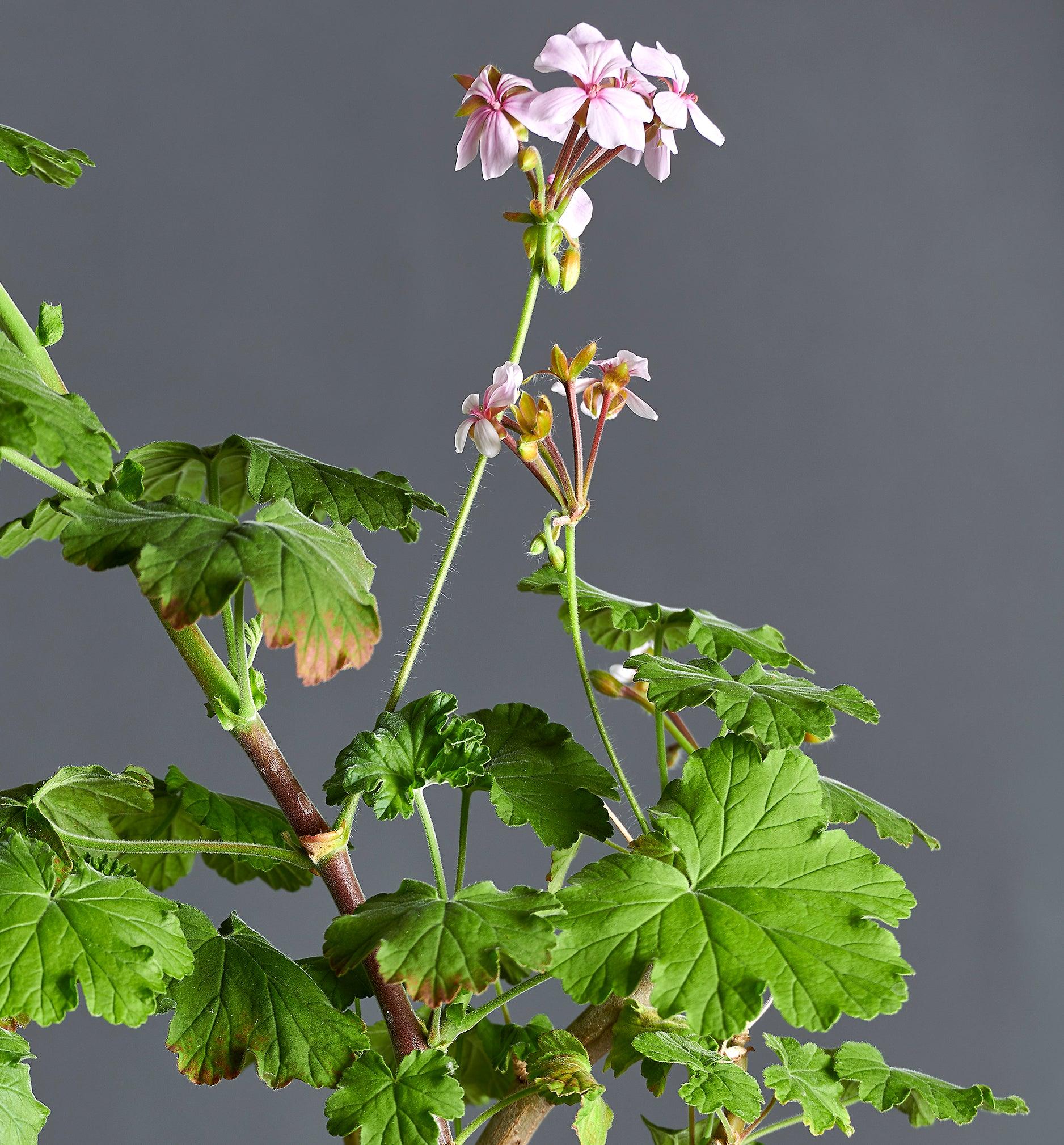 Macro incantevoli fiori rosa e foglie di Pelargonium acreum.