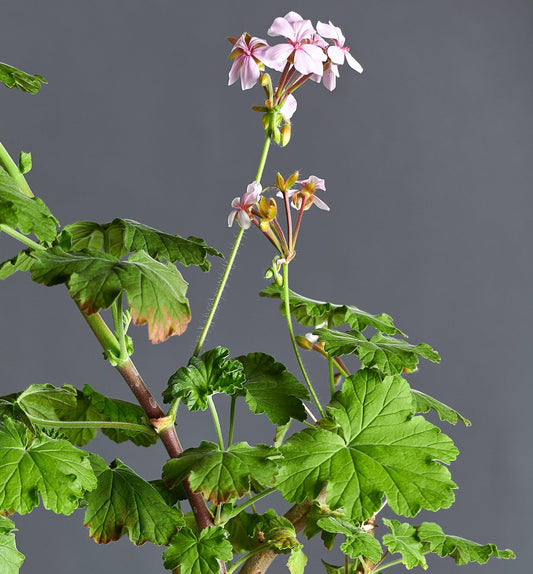 Macro incantevoli fiori rosa e foglie di Pelargonium acreum.