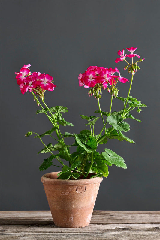 Pelargonium 'Admiration': geranio con incantevoli fiori fucsia, presentato con cura in un vaso di terracotta su un luminoso tavolo di legno.
