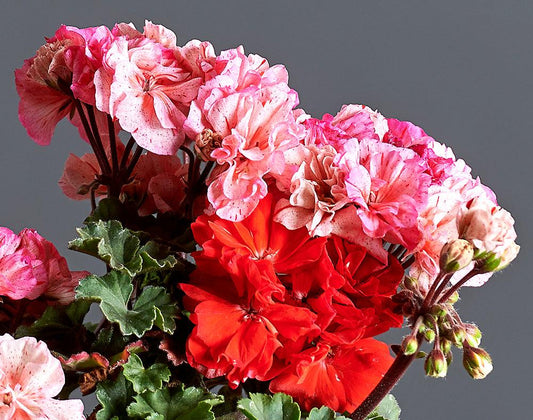 Macro incantevoli fiori rosa di Pelargonium 'Alba'.