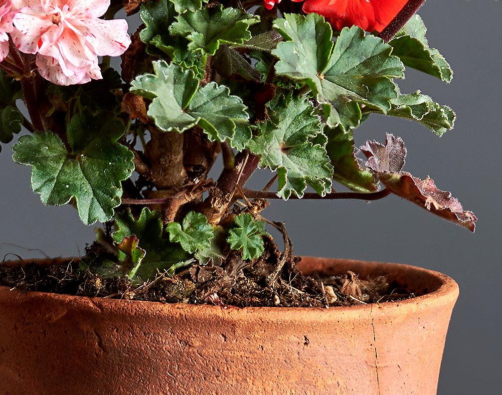 Macro foglie di Pelargonium 'Alba'.