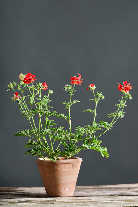 Pelargonium 'Aurore's Unique': geranio con incantevoli fiori rossi, presentato con cura in un vaso di terracotta su un luminoso tavolo di legno.