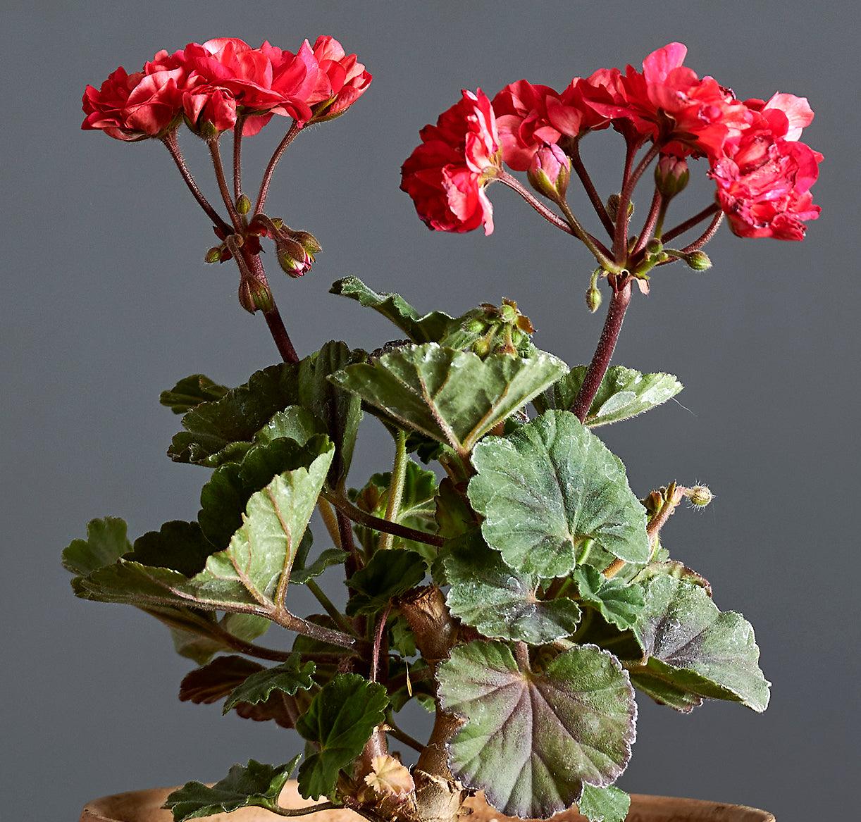 Macro incantevoli fiori rosso ciliegia e foglie di Pelargonium 'Black Knight'.