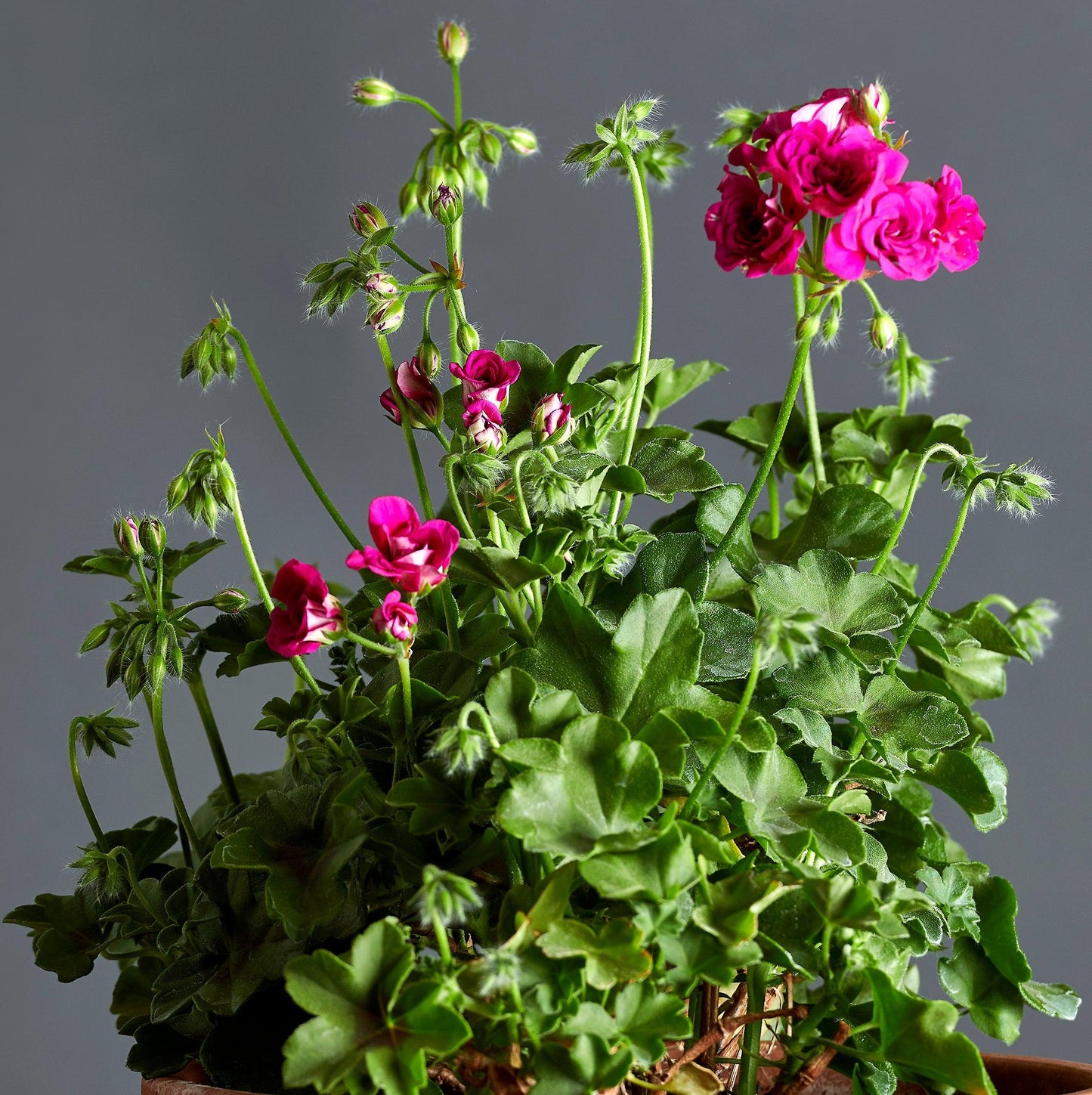 Macro incantevoli fiori fucsia e foglie di Pelargonium 'Blue Sybil'.