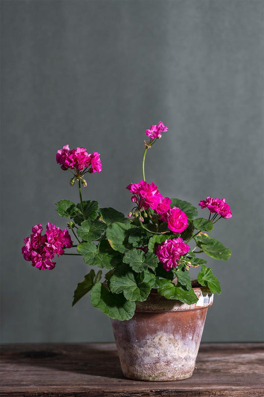 Pelargonium 'Bold Pixie': geranio con incantevoli fiori color fucsia, presentato con cura in un vaso di terracotta su un luminoso tavolo di legno.