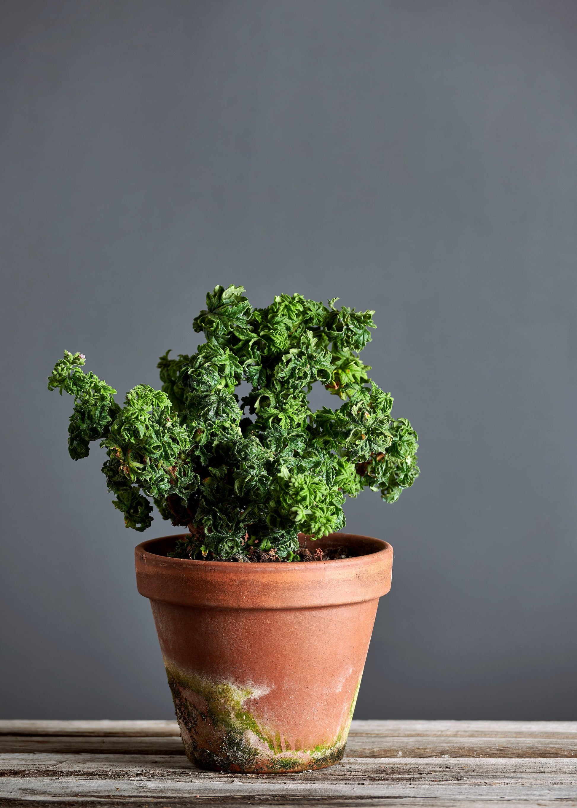 Pelargonium 'Bontrosai': geranio con foglie arricciate, presentato con cura in un vaso di terracotta su un luminoso tavolo di legno