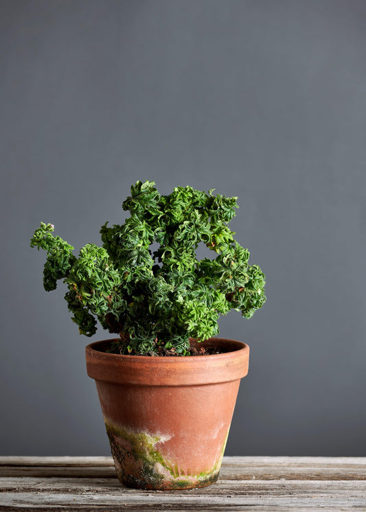 Pelargonium 'Bontrosai': geranio con foglie arricciate, presentato con cura in un vaso di terracotta su un luminoso tavolo di legno