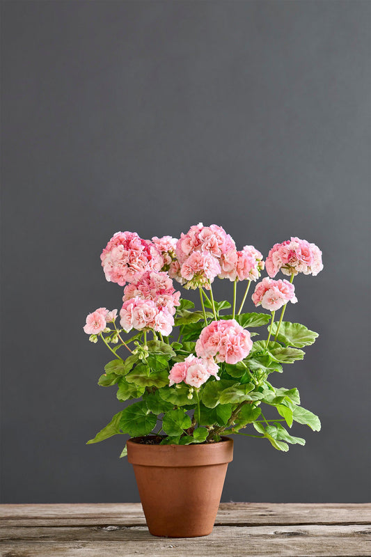 Pelargonium 'Byulbit Angel Gold': geranio con incantevoli fiori rosa bianco, presentato con cura in un vaso di terracotta su un luminoso tavolo di legno.