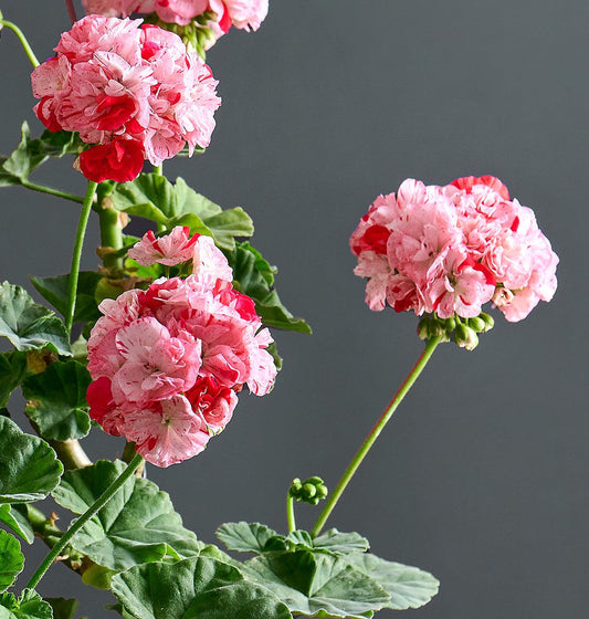 Macro incantevoli fiori rosa di 'Pelargonium 'Byulbit Bijou'.