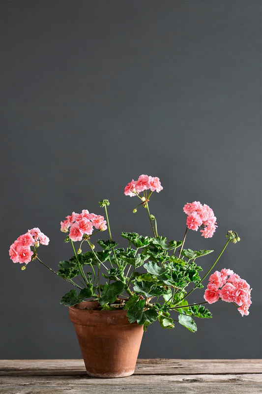 Pelargonium 'Cara Rosa': geranio con incantevoli fiori rosa, presentato con cura in un vaso di terracotta su un luminoso tavolo di legno.