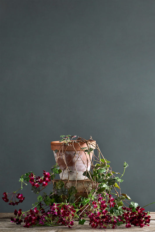 Pelargonium 'Choun Cho': geranio con incantevoli fiori color granata scuro, presentato con cura in un vaso di terracotta su un luminoso tavolo di legno.