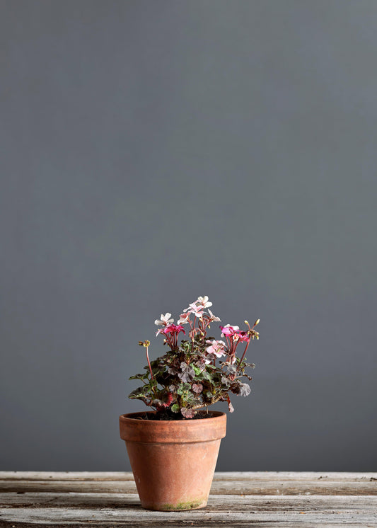 Pelargonium 'Claudette': geranio con incantevoli fiori rosa-bianco, presentato con cura in un vaso di terracotta su un luminoso tavolo di legno.