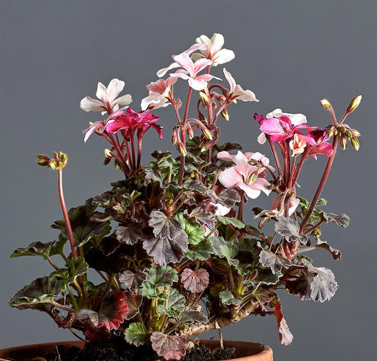 Macro foglie e incantevoli fiori rosa-bianco di Pelargonium 'Claudette'.
