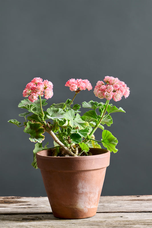 Pelargonium 'Denise': geranio con incantevoli fiori rosa, presentato con cura in un vaso di terracotta su un luminoso tavolo di legno.