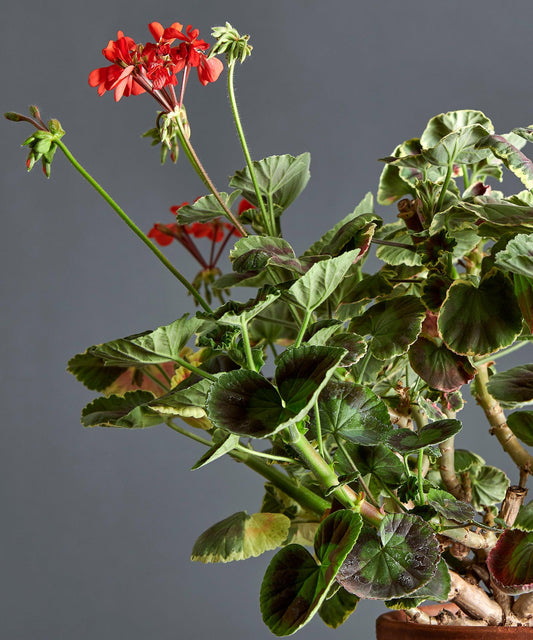 Macro foglie e incantevoli fiori color rosso scarlatto di Pelargonium 'Dolly Varden'.