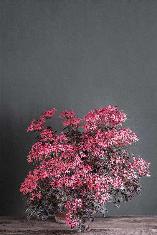 Pelargonium 'Dresden Pink': geranio con incantevoli fiori color rosa, presentato con cura in un vaso di terracotta su un luminoso tavolo di legno.