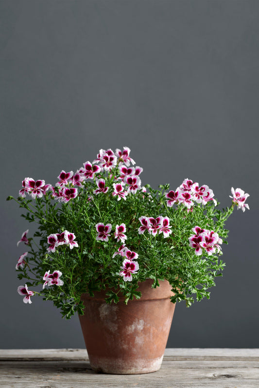 Pelargonium 'Michael': geranio con incantevoli fiori color prugna-bianco, presentato con cura in un vaso di terracotta su un luminoso tavolo di legno.