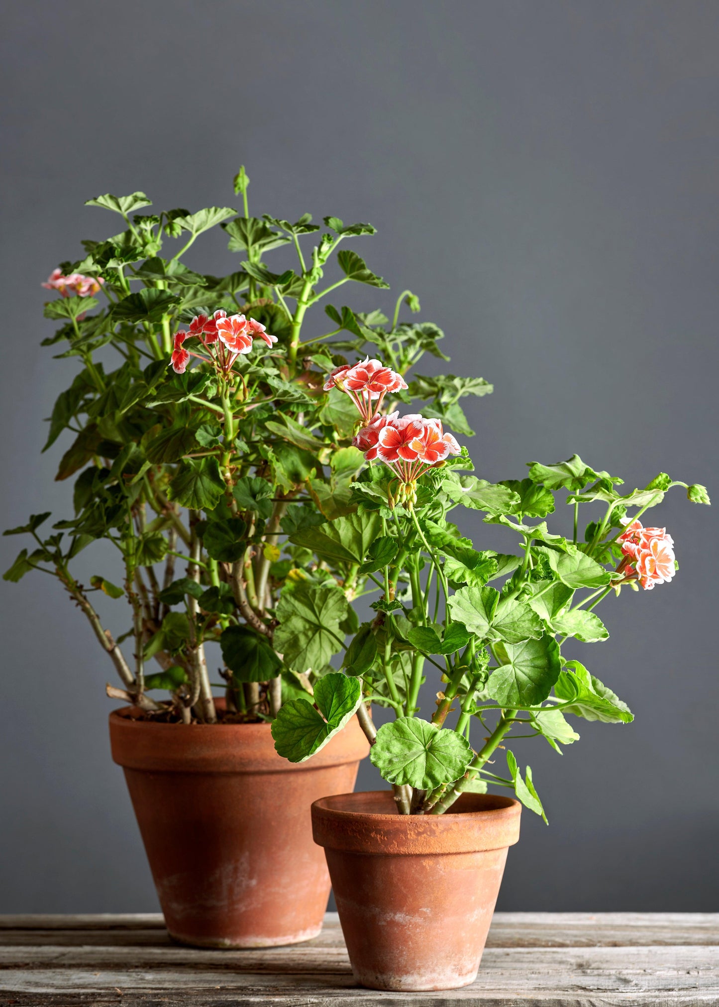 Pelargonium 'Mr. Wren': geranio con incantevoli fiori color rosso geranio, presentato con cura in un vaso di terracotta su un luminoso tavolo di legno.