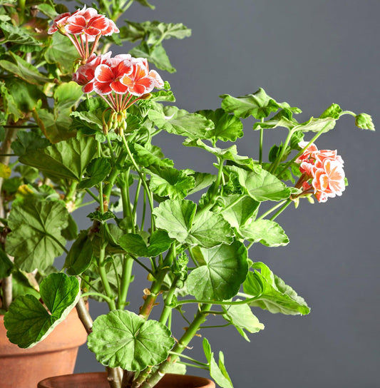 Macro foglie e incantevoli fiori color rosso geranio di Pelargonium 'Mr. Wren'.