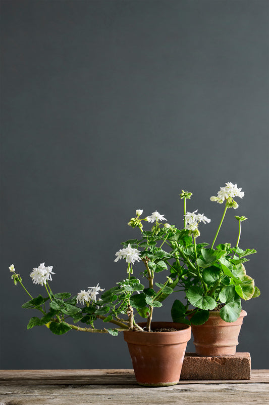 Pelargonium 'Noël': geranio con incantevoli fiori bianco puro, presentato con cura in un vaso di terracotta su un luminoso tavolo di legno.