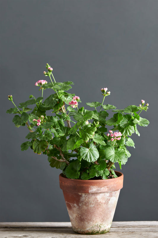 Pelargonium 'Noele Gordon': geranio con incantevoli fiori color rosa, presentato con cura in un vaso di terracotta su un luminoso tavolo di legno.