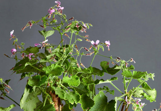 Pelargonium papilionaceum: geranio con incantevoli fiori rosa.