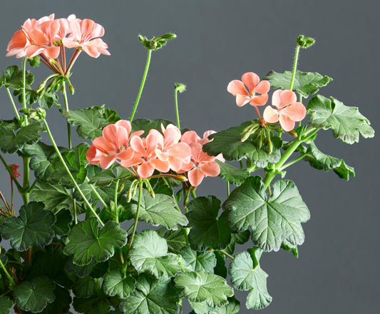 Macro foglie e incantevoli fiori color salmone di Pelargonium 'Preston Park'.