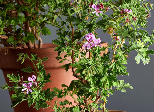 Macro foglie e incantevoli fiori color rosa di Pelargonium 'Queen of Lemons'.